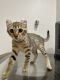 Bengal Cats for sale in San Diego, CA, USA. price: $900