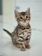 Bengal Cats for sale in San Jose, CA, USA. price: $600