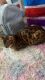Bengal Cats for sale in Spring, TX 77373, USA. price: NA