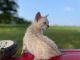 Bengal Cats for sale in Toledo, OH, USA. price: $2,000