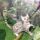 Bengal Cats for sale in San Jose, CA, USA. price: $650