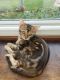 Bengal Cats for sale in PA-516, Spring Grove, PA 17362, USA. price: $800