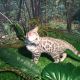 Bengal Cats for sale in San Jose, CA, USA. price: $800