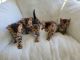 Bengal Cats for sale in TX-5, McKinney, TX, USA. price: NA