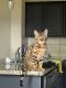 Bengal Cats for sale in Forney, TX 75126, USA. price: $500