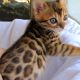 Bengal Cats for sale in Chicago, IL 60602, USA. price: $300