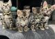 Bengal Cats for sale in Marietta, OH 45750, USA. price: $1,800