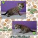 Bengal Cats for sale in Edgewood, MD 21040, USA. price: NA