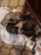 Bengal Cats for sale in Arcadia, IN 46030, USA. price: $1,000