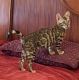 Bengal Cats for sale in Denison, TX, USA. price: $7,000