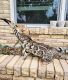 Bengal Cats for sale in Austin, TX, USA. price: $3,500