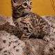 Bengal Cats for sale in Philadelphia, Pennsylvania. price: $550