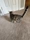 Bengal Cats for sale in Louisville, Kentucky. price: $550