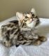 Bengal Cats for sale in Sugar Land, Texas. price: $2,500
