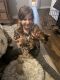 Bengal Cats for sale in Wagoner, Oklahoma. price: $1,000