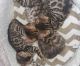 Bengal Cats for sale in Los Angeles, California. price: $500