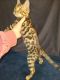 Bengal Cats for sale in Bridgeton, NJ 08302, USA. price: $1,000