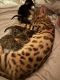 Bengal Cats for sale in Athens, Kentucky. price: $500