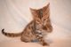 Bengal Cats for sale in Nickerson, NE 68044, USA. price: NA