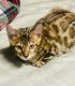 Bengal Cats for sale in Montclair, New Jersey. price: $1,650