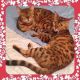 Bengal Cats for sale in Giddings, TX 78942, USA. price: NA