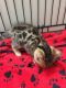 Bengal Cats for sale in Arimo, ID, USA. price: NA