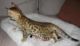 Bengal Cats for sale in Clayton, DE, USA. price: NA