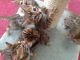 Exotic Bengal Kittens For Sale.xxx-xxx-xxxx