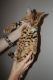 Bengal Cats for sale in Des Moines, IA, USA. price: NA