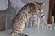 Terrific Bengal Kittens To Grace Your Home