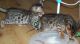 Bengal Cats for sale in Little Rock, AR, USA. price: NA