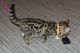 Bengal Cats for sale in Savannah, GA, USA. price: NA
