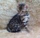 Tica Registered Bengal Kittens For Sale