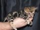 Bengal Cats for sale in Cedar Rapids, IA, USA. price: NA