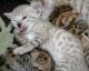 Bengal Cats for sale in New Haven, CT, USA. price: $350