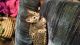 Bengal Cats for sale in Boise, ID, USA. price: NA