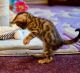 Bengal Cats for sale in Bethany Beach, DE, USA. price: NA