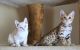 Bengal Cats for sale in New Haven, CT, USA. price: $350