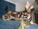 lovely bengal kittens for new homes