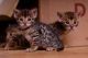 Bengal Cats for sale in Abilene, TX, USA. price: NA