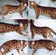 Savanna Kittens Available