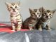 Bengal Pure Breed Kittens