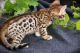 Bengal Cats for sale in Birmingham, AL, USA. price: NA