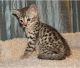 Healthy Bengal kittens for adoption