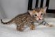 Bengal Cats for sale in Boise, ID, USA. price: NA