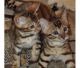 Bengal Cats for sale in New Haven, CT, USA. price: NA