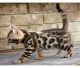 Bengal Cats for sale in Indianapolis, IN, USA. price: NA