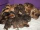 Bengal Cats for sale in Georgetown, GA, USA. price: NA