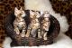Bengal Cats for sale in Hartford, CT, USA. price: $500