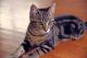 Bengal Cats for sale in New Haven, CT, USA. price: $500
